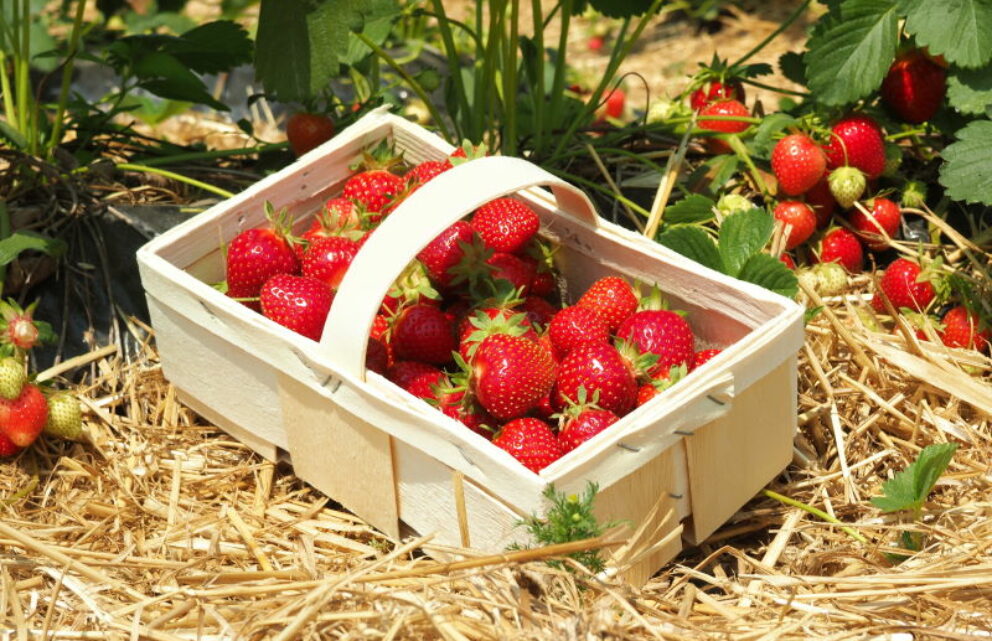 Erdbeerkorb mit frischen Erdbeeren