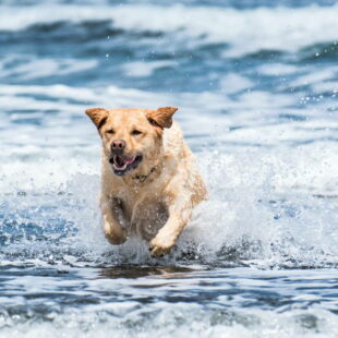 Hund im Meer©AdobeStock | Alan